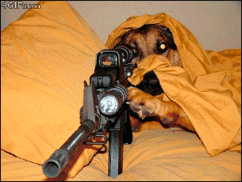 [Imagen: gif-gracioso-perro-disparando-gatos.gif]